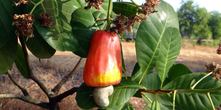 Temporada de caju beneficia produtores rurais no Tocantins