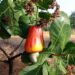Temporada de caju beneficia produtores rurais no Tocantins