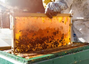 Produção de mel em Colniza é incentivada por Associação de Apicultores