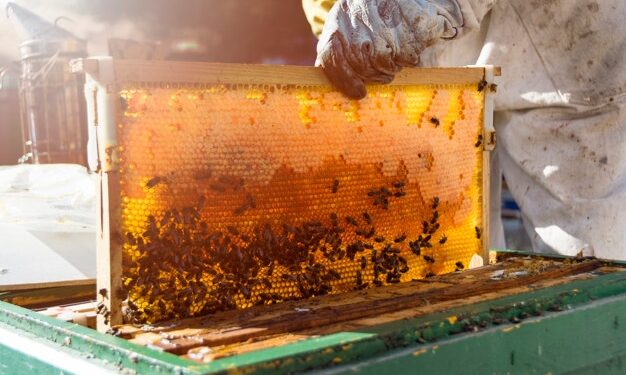 Produção de mel em Colniza é incentivada por Associação de Apicultores