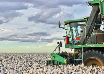 Colheita do algodão é finalizada com 85% da safra já comercializada