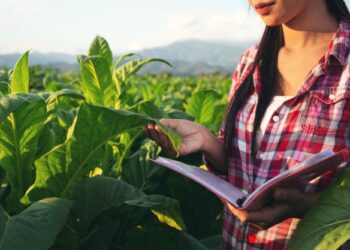 Empresa contrata 30 auxiliares de pesquisa em Palmas