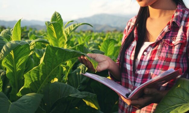Empresa contrata 30 auxiliares de pesquisa em Palmas