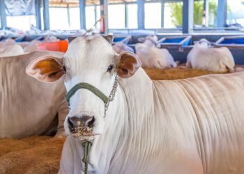 Empresa de pecuária com foco em melhoramento genético chega em MT