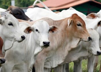 Febre aftosa: Campanha de vacinação alcançou 98,71% do rebanho tocantinense