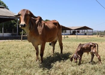 Filha do primeiro clone de Gir Leiteiro nasce no Distrito Federal