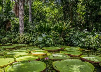JBS anuncia o programa “Juntos pela Amazônia”