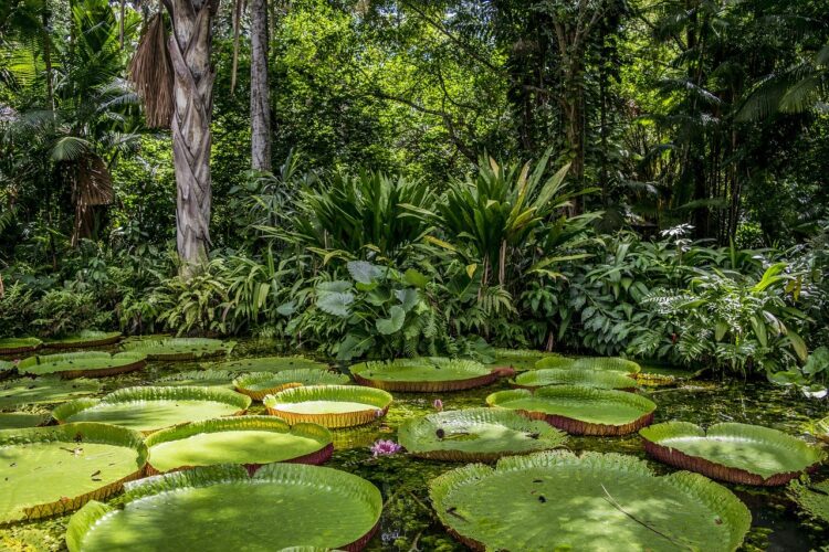 JBS anuncia o programa “Juntos pela Amazônia”