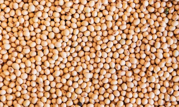 MT terá seu primeiro laboratório medidor de umidade de grãos