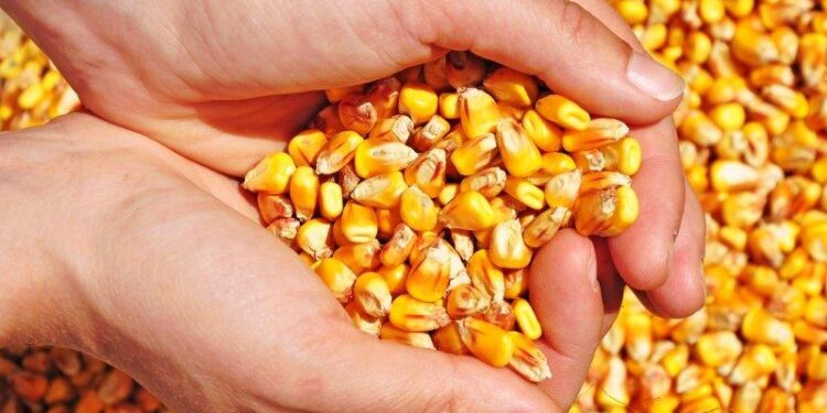 MT: Mais de 50% do milho foi escoado pelo complexo do Arco Norte