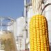 Mato Grosso do Sul vai ganhar fábrica de etanol de milho