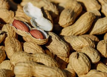 Pesquisadores confirmam potencial produtivo de amendoim em Mato Grosso