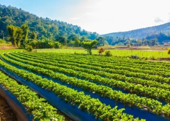 Plano Safra: em dois meses, produtores contratam R$ 48,9 bilhões em crédito