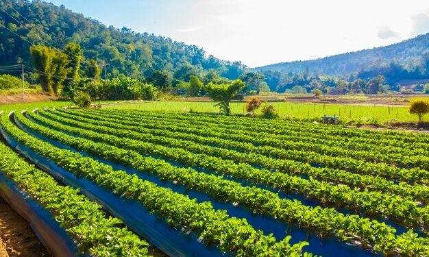Plano Safra: em dois meses, produtores contratam R$ 48,9 bilhões em crédito