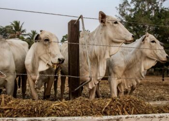Projeto de confinamento no Mato Grosso atrai produtores de diversos Estados