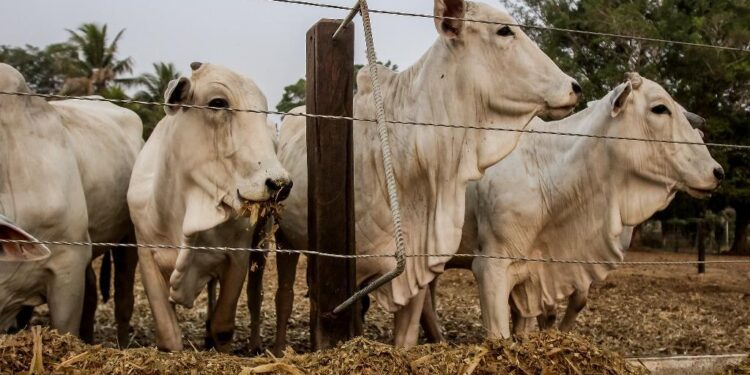 Projeto de confinamento no Mato Grosso atrai produtores de diversos Estados