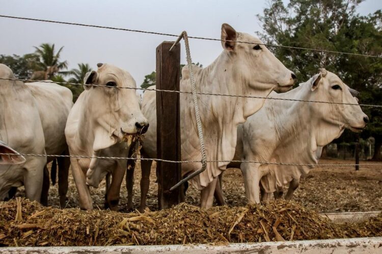 Projeto de confinamento no Mato Grosso atrai produtores de diversos Estados