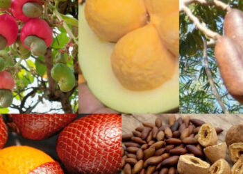 Oficina de processamento agroindustrial de frutas do Cerrado será transmitida ao vivo