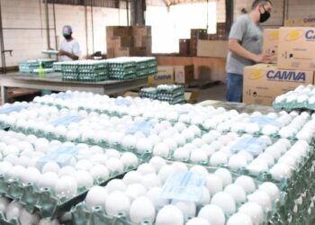 MS: Avicultura sofre com alta de 40% nos custos de rações