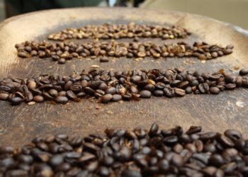 Cafeicultores de Mato Grosso buscam capacitação para melhorar resultados