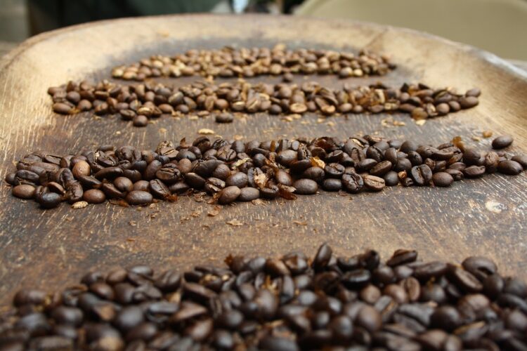 Cafeicultores de Mato Grosso buscam capacitação para melhorar resultados