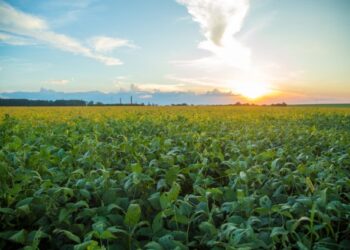 Falta de chuvas atrasa plantio de soja em Mato Grosso