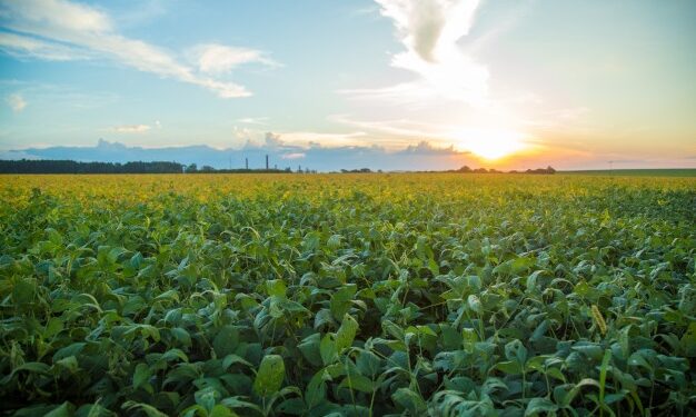 Falta de chuvas atrasa plantio de soja em Mato Grosso