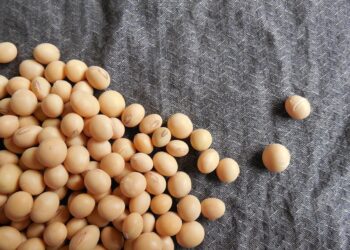 Governo Federal zera imposto de importação da soja e do milho