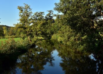 MS vê setor florestal impulsionar economia verde no Estado