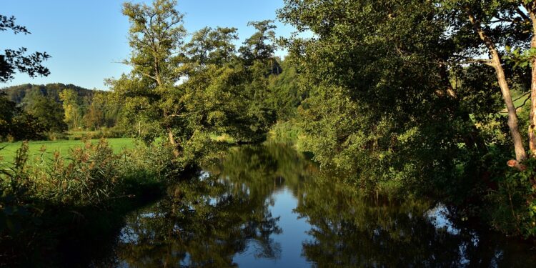MS vê setor florestal impulsionar economia verde no Estado