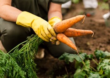 Mato Grosso: produtos da agricultura familiar serão incluídos na cesta básica