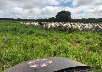 Pantanal mato-grossense terá Programa de Produção Sustentável de Bezerros