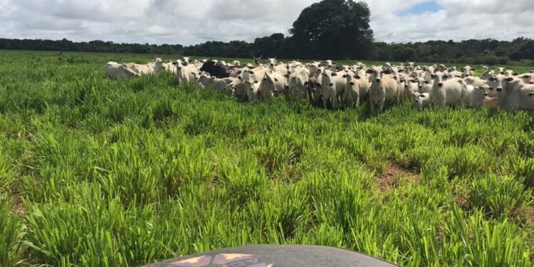 Pantanal mato-grossense terá Programa de Produção Sustentável de Bezerros