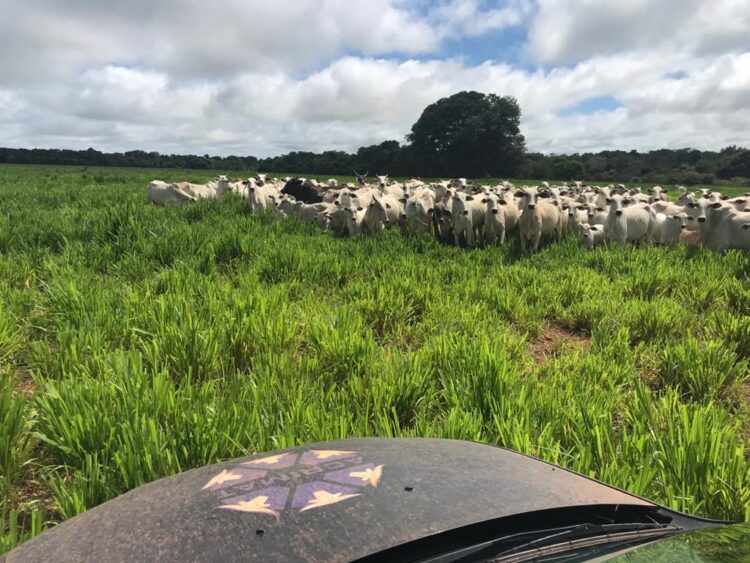 Pantanal mato-grossense terá Programa de Produção Sustentável de Bezerros