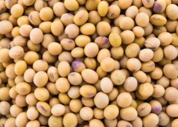 Preço da soja bate recorde e saca chega a quase R$ 170