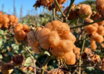 Produção de algodão colorido orgânico em Mato Grosso será exportada para França