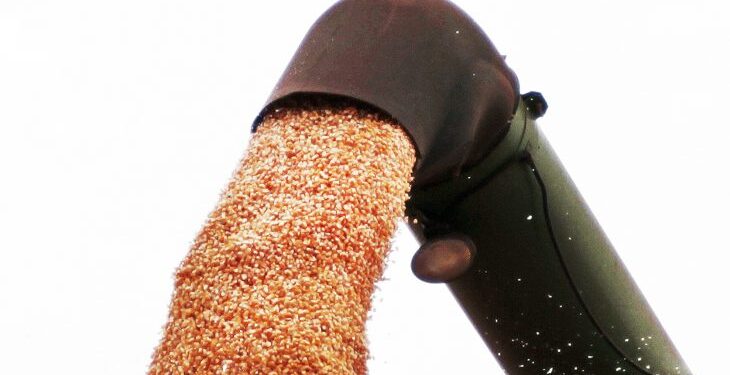 Em MS, safra de inverno de milho termina com recorde de produtividade