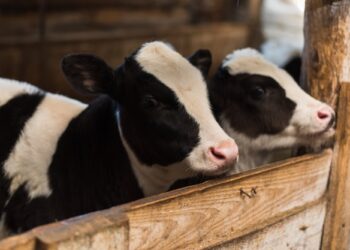 Sebrae-TO e Agrojem estabelecem parceria para beneficiar o agronegócio