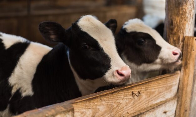 Sebrae-TO e Agrojem estabelecem parceria para beneficiar o agronegócio