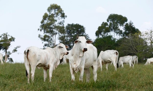 Tocantins realiza webinar da Pecshow 2020