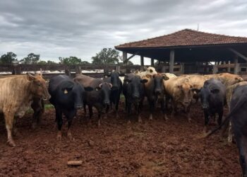 “Agropecuária Digital” é desafio da Embrapa para os próximos anos em MS