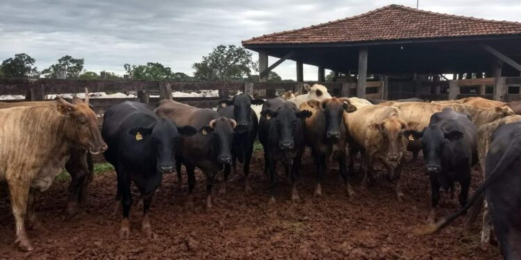 “Agropecuária Digital” é desafio da Embrapa para os próximos anos em MS