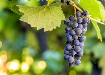 Cultivo de uvas aumenta em MT e fomenta agricultura familiar no estado