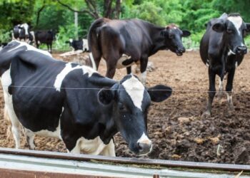 Diversificação na alimentação dos bovinos mato-grossenses aumenta em 45% produção de leite