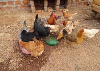 Fabricação própria de ração pode reduzir em 50% custo na avicultura