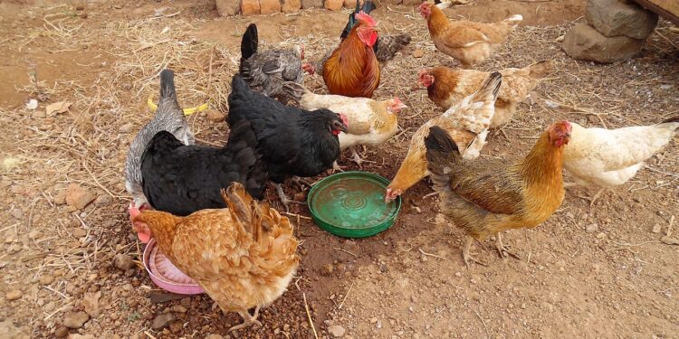 Fabricação própria de ração pode reduzir em 50% custo na avicultura