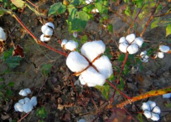 Fim do Vazio sanitário: produtores podem começar plantio de algodão no Tocantins