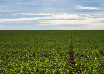 MS já plantou mais de 96% da safra de soja deste ano, aponta relatório