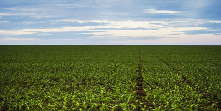 MS já plantou mais de 96% da safra de soja deste ano, aponta relatório