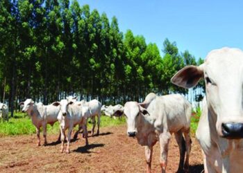 Mato Grosso do Sul teve maior expansão na adoção de carbono neutro